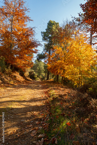 São Lourenço Beech Tree Forest, pathway leaves fall in ground landscape on autumnal background in November, Manteigas, Serra da Estrela, Portugal. © anammarques