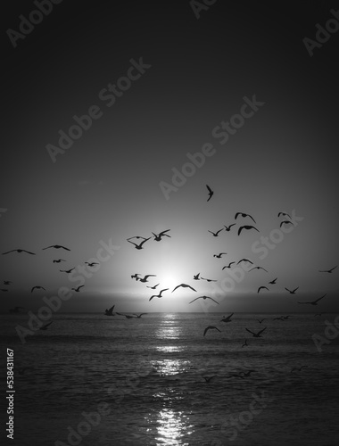 seagulls on the beach