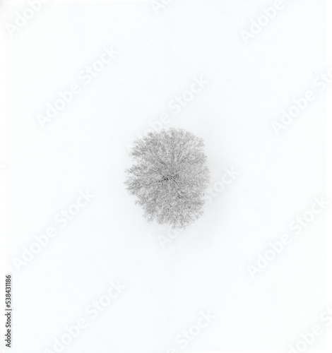 isolated tree during winter 