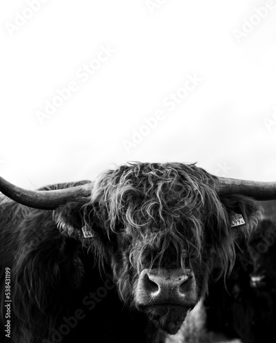 black and white portrait of a cow with long hair