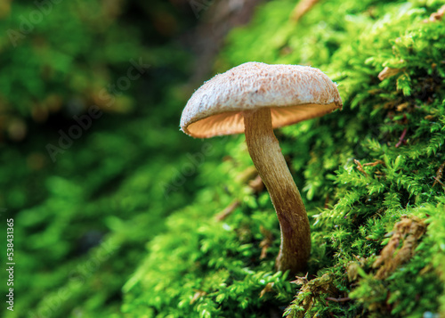 Mushrooms in morning light on a Green Moss in the Forest of October
