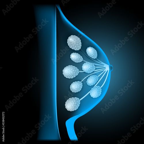 Breast anatomy. cross section. x-ray blue scanning.