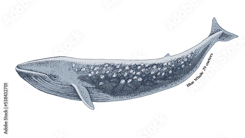 Blue whale isolated on white background