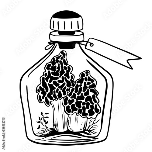 sketch of edible morel mushrooms. mushrooms with leaves in bottle with cork and label. glass bottle, flask with potion, magic elixir.  spongy morel, fresh mushrooms. for Halloween, alchemy.