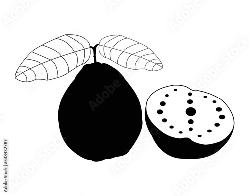 Black and white guava vector design.Best graphic resources illustration. vector graphic design for icons and symbols and logo designing and stationery and print media purpose and etc.