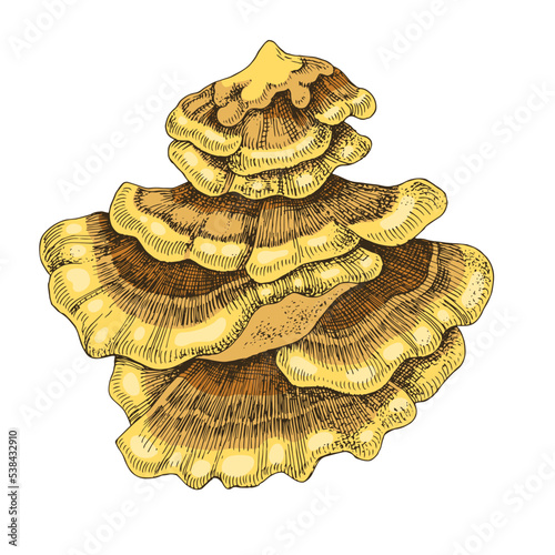 Sulphur shelf mushroom or chicken fungus.