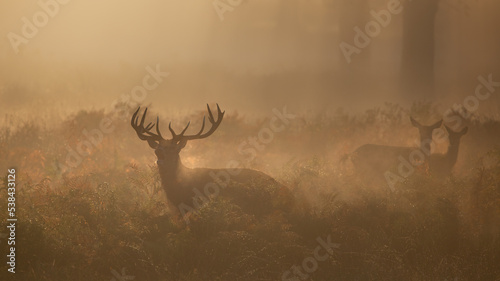 Photography Red deer and hinds on a misty morning
