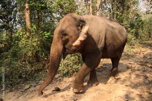 Lao Elephant