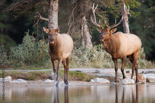A bull elk chasing a cow elk along the edge of a lake with reflections of the elks in the water © Donna Feledichuk