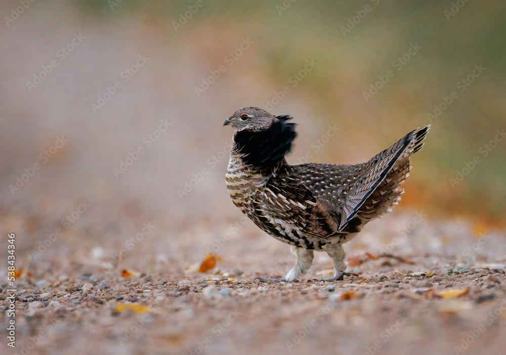 A ruffed grouse walking across a gravel road in the fall A ruffed grouse walking across a gravel road in the fall