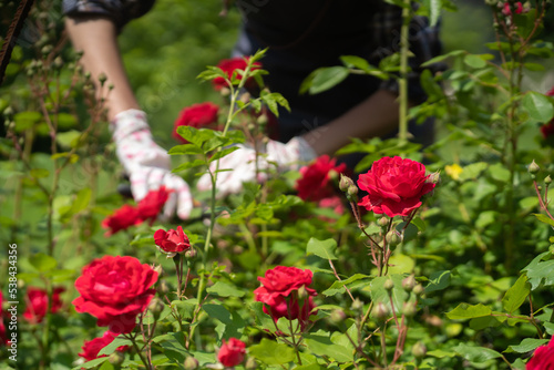 Girl is cutting roses in her garden, plants closeup. © Zhanna