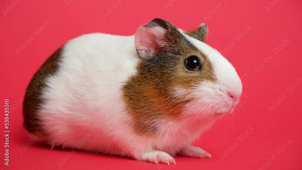 A small white guinea pig is afraid and trembles looking around on a red background. A small white guinea pig is afraid and trembles looking around on a red background.