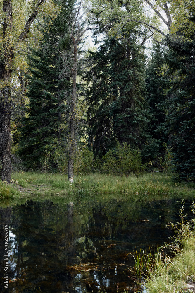 Fototapeta premium Pond along the path of Rio Grande Trail in Aspen, Colorado