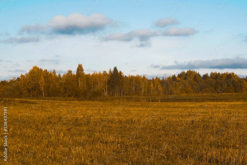 autumn in the forest