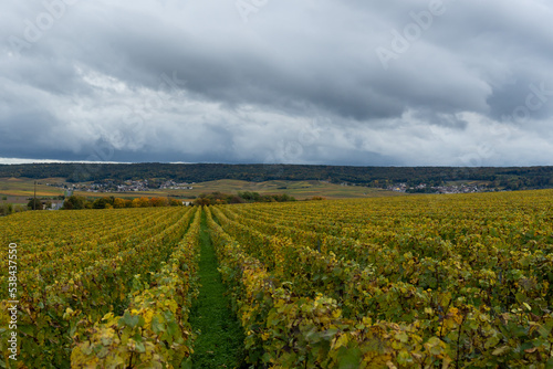 paysage viticole en champagne