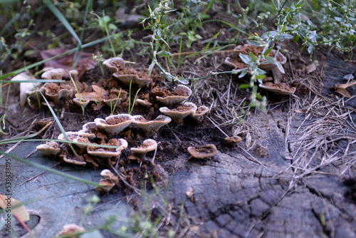 Mushrooms on the tree