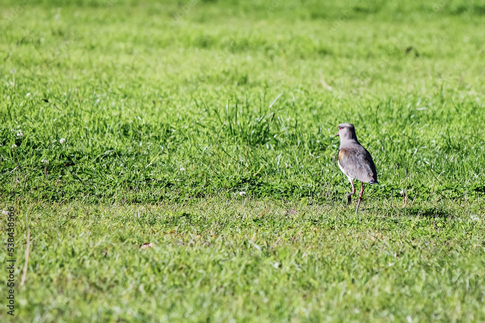Obraz premium tero bird of Argentina in the field