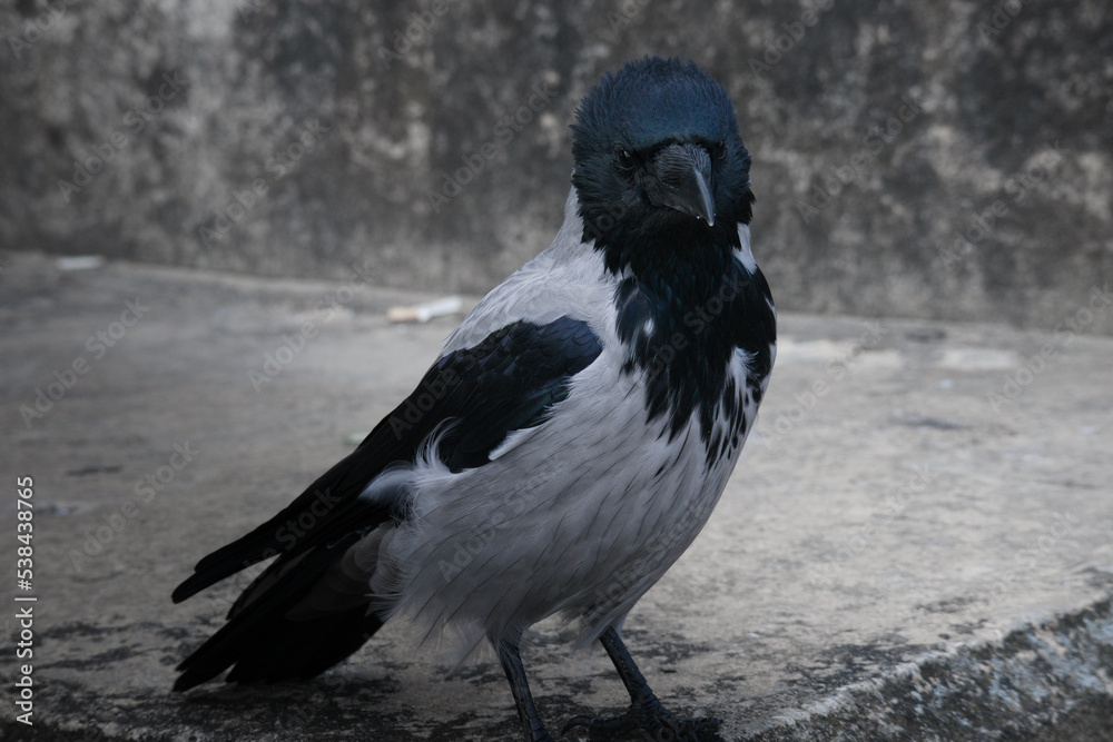 Fototapeta premium wrona, szary, ptak, 