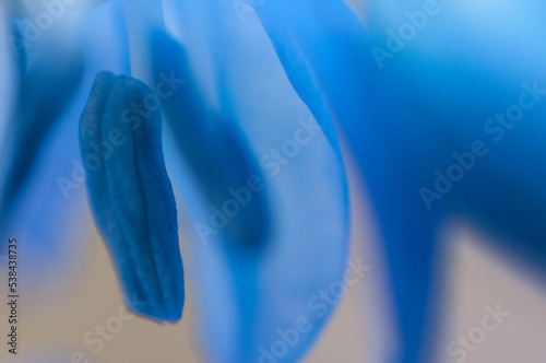 Blue flower closeup. Beautiful soft colors art design. Beauty deep blue colour flower close up © Dmitry Strizhakov