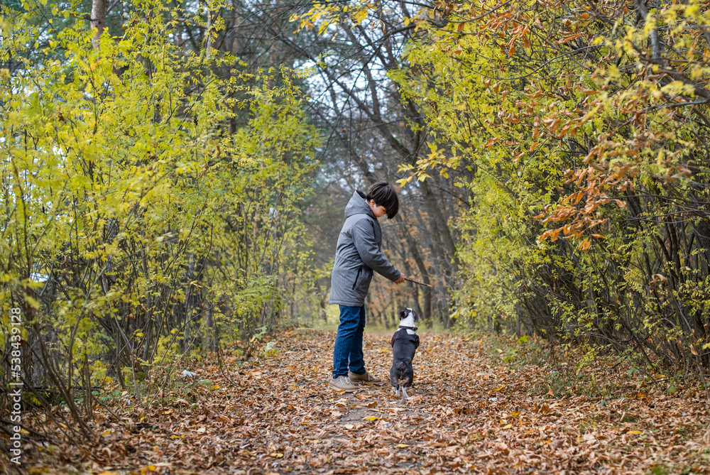 A happy and joyful boy walks with his buddy, a Boston terrier puppy, in a beautiful golden autumn forest. A child plays and has fun with a dog while walking outdoors in nature. Friends since childhood