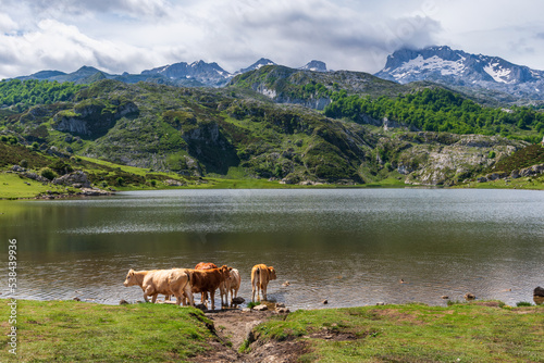 Cows drinking water at Lake Ercina  one of the Lakes of Covadonga  located in the Picos de Europa National Park  with snow-capped peaks.