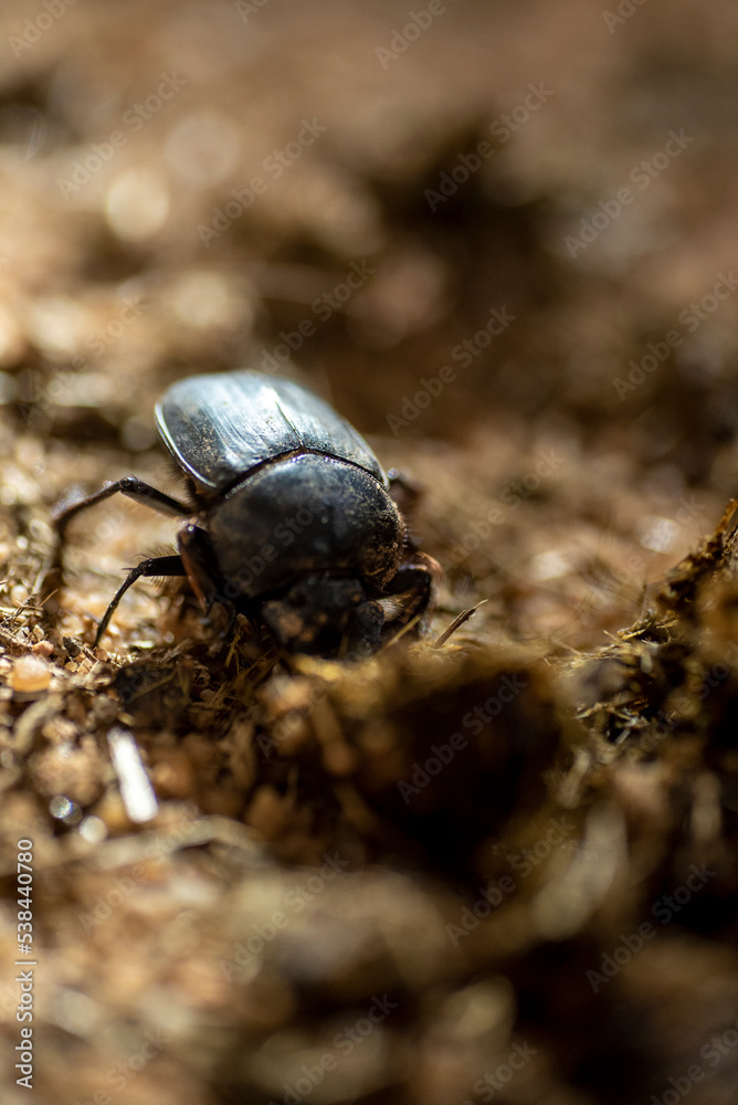 Poop Bug Poop Bug