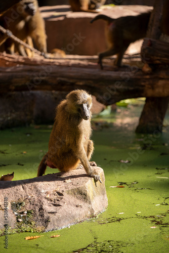 Monkey Pavian