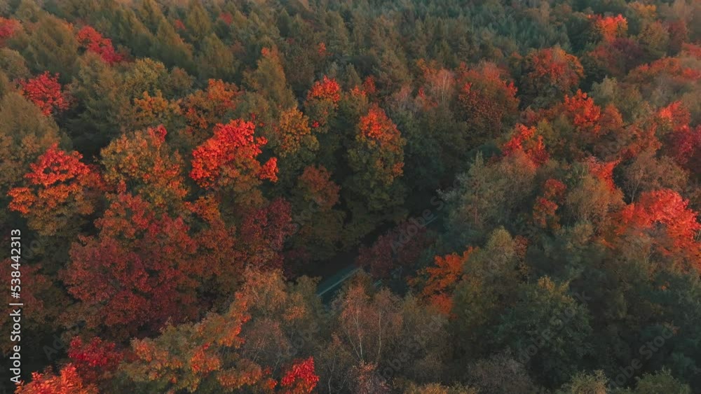 Aerial view of a beautiful golden autumn forest. Drone flight over the red-yellow forest and over the road. The concept of a beautiful golden autumn seen from a bird's eye view. Aerial view of a beautiful golden autumn forest. Drone flight over the red-yellow forest and over the road. The concept of a beautiful golden autumn seen from a bird's eye view.