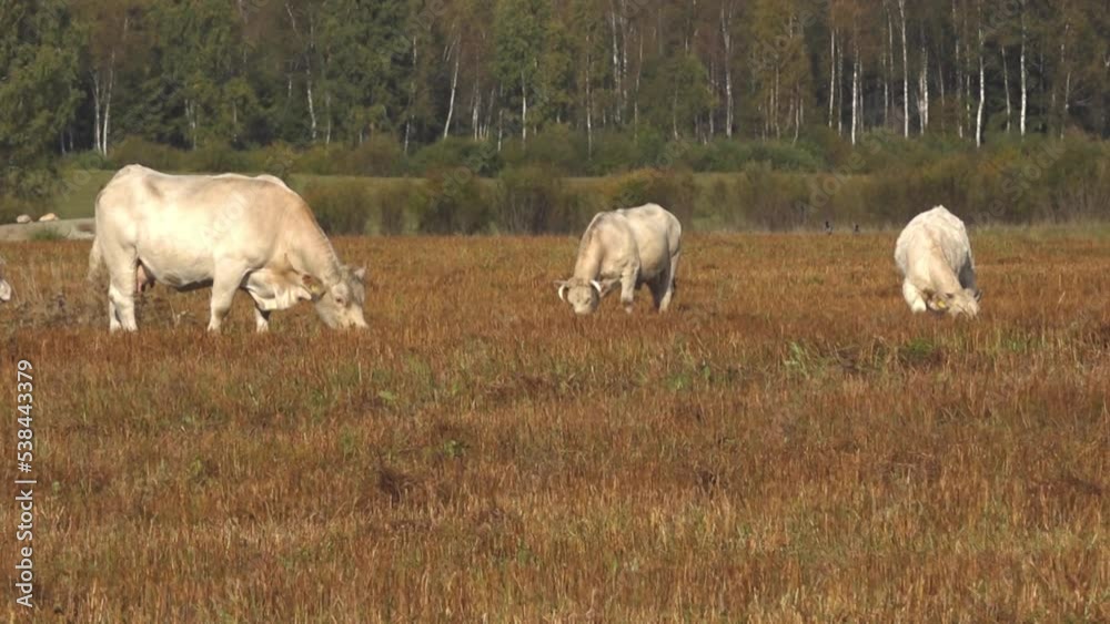 White beef cows graze in a green meadow. White meat cows graze in the meadow. White beef cows graze in a green meadow. White meat cows graze in the meadow.
