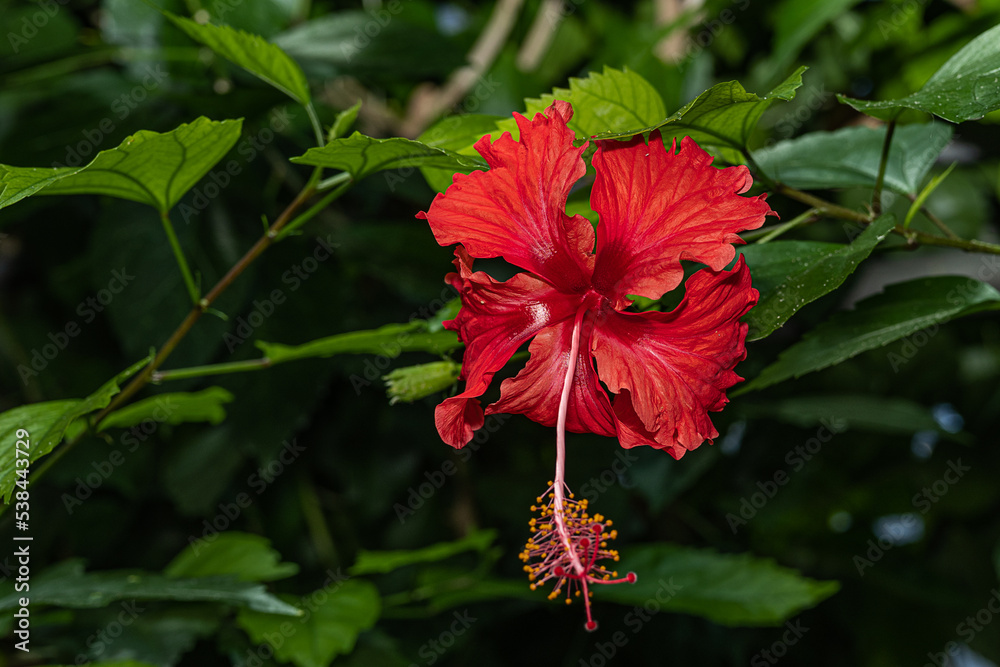 Hibiskus (Rose mallow, Hibis­cus) 