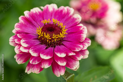 Cynia wytworna  Common zinnia  Zinnia elegans 