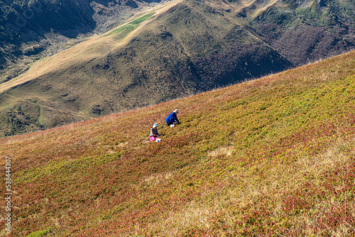 Picking wild blueberries in the mountain pastures in summer in the Alps in France © sissoupitch