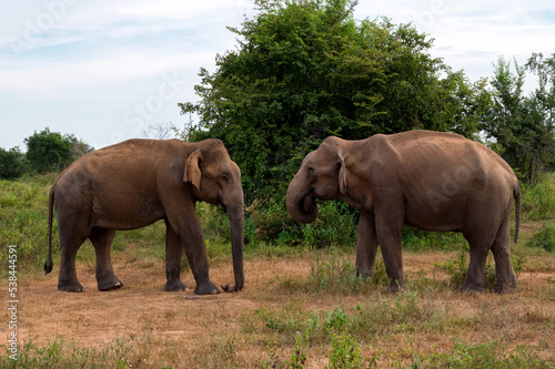 Asian elephants or elephas maximus in wild jungle