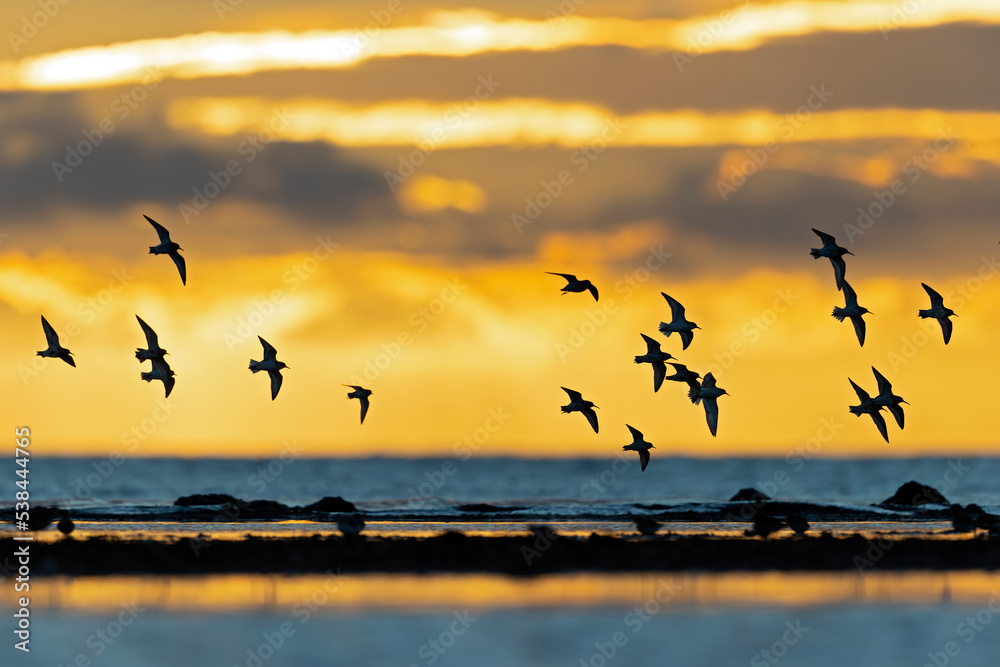 A group of small waders or shore birds flying along the Baltic sea in Germany. A group of small waders or shore birds flying along the Baltic sea in Germany.