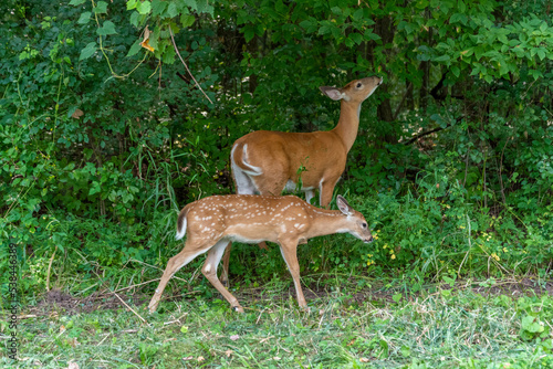 Doe and Fawn Eating Summer Leaves In The Woods