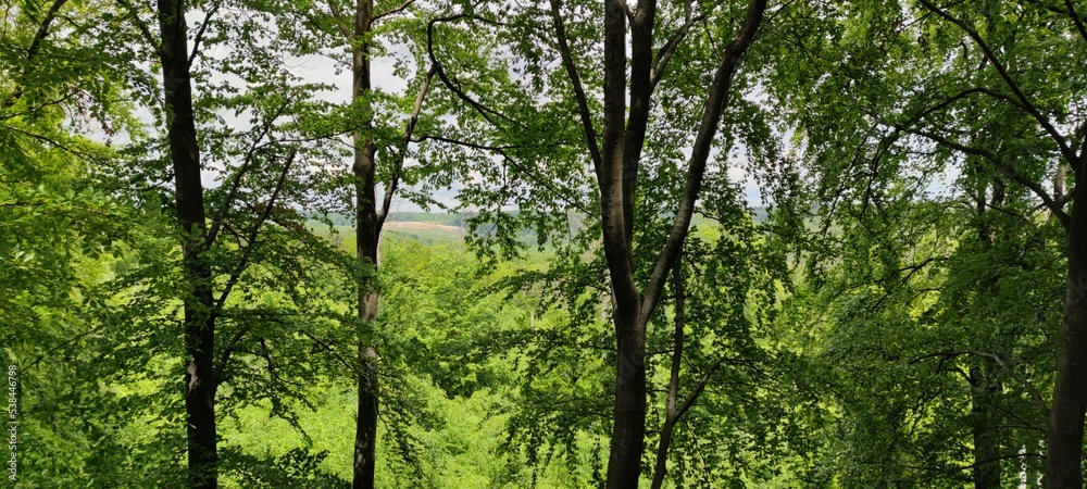 Blick durch die Bäume Blick durch die Bäume
