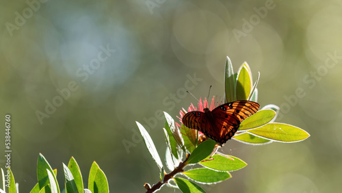 Butterfly on a flower in the sunset