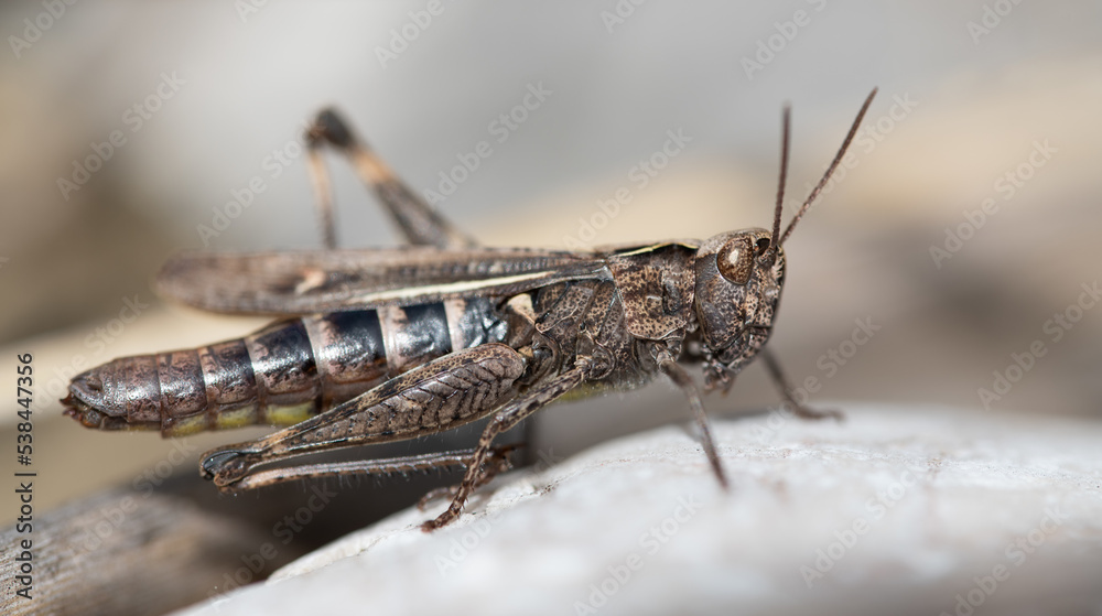 Close-up of a brown small grasshopper sitting on light-colored stones in nature.The focus is on the compound eyes. Close-up of a brown small grasshopper sitting on light-colored stones in nature.The focus is on the compound eyes.