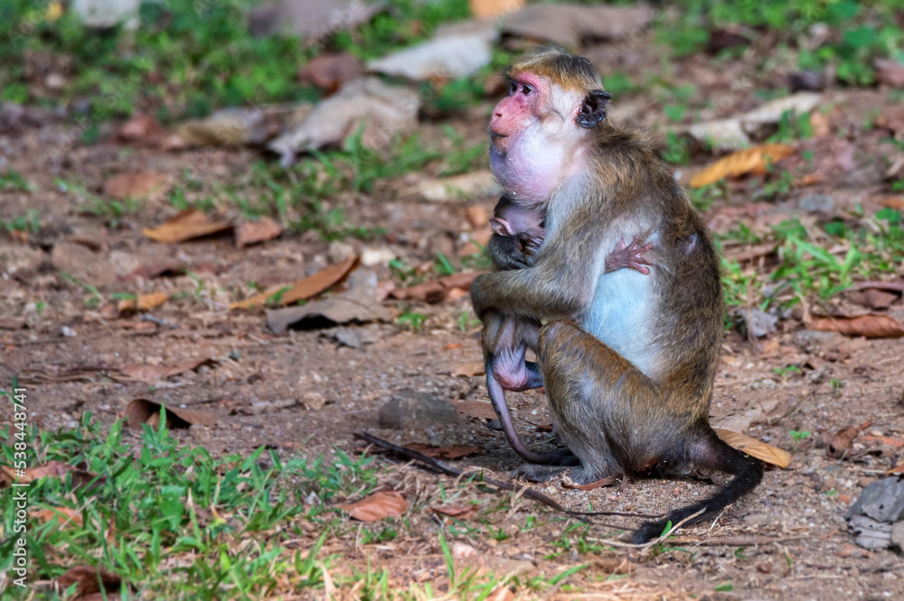 Sri-Lankan toque macaque or Macaca sinica in wild