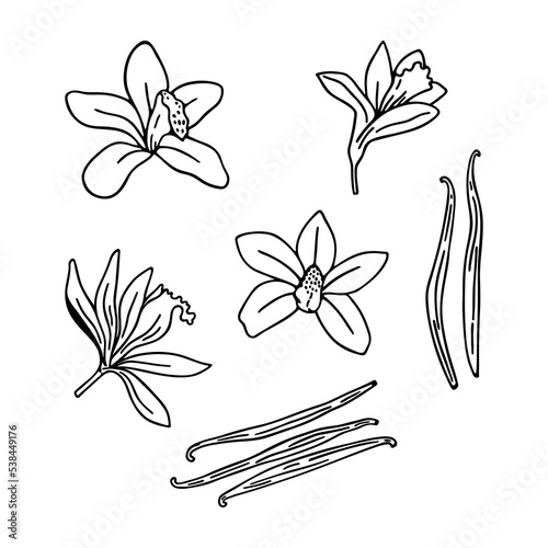 Set of vanilla flowers and sticks