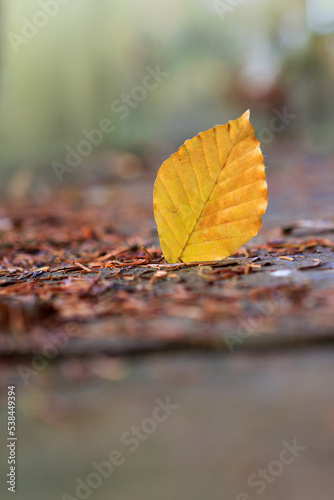 Close-up of a yellow leaf in the bright rays of the autumn sun