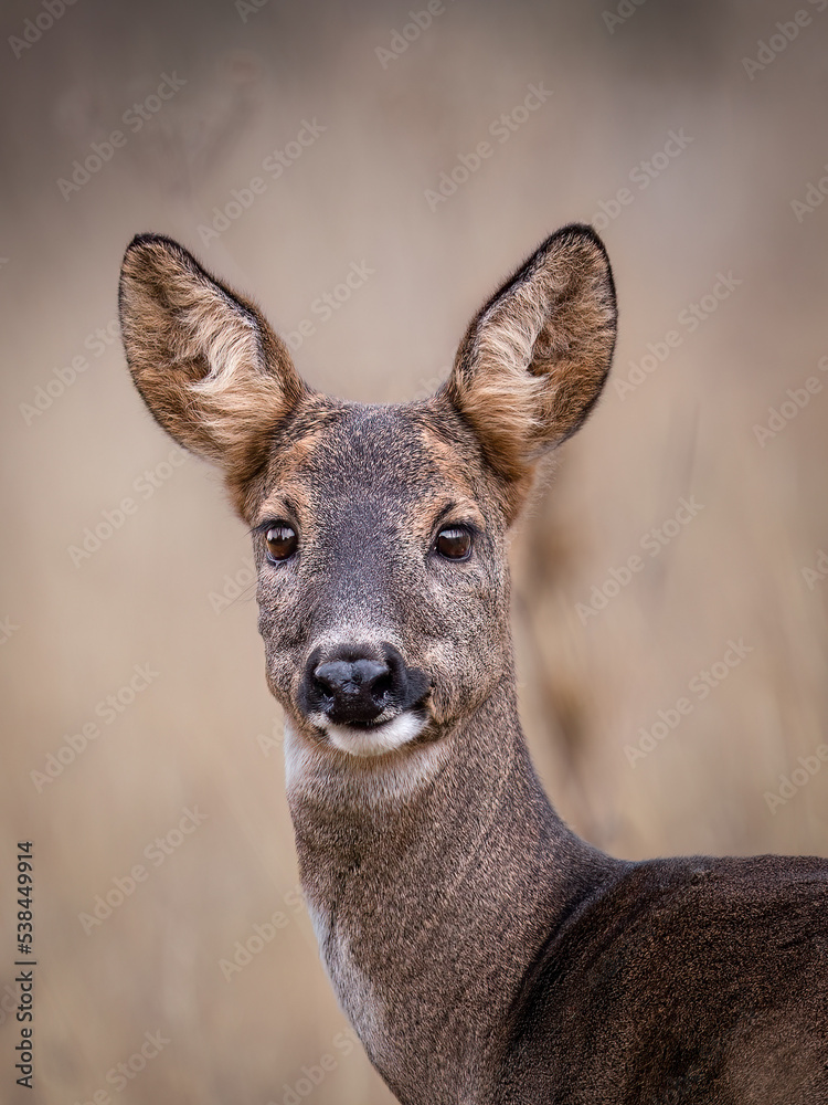 Fototapeta premium Deer