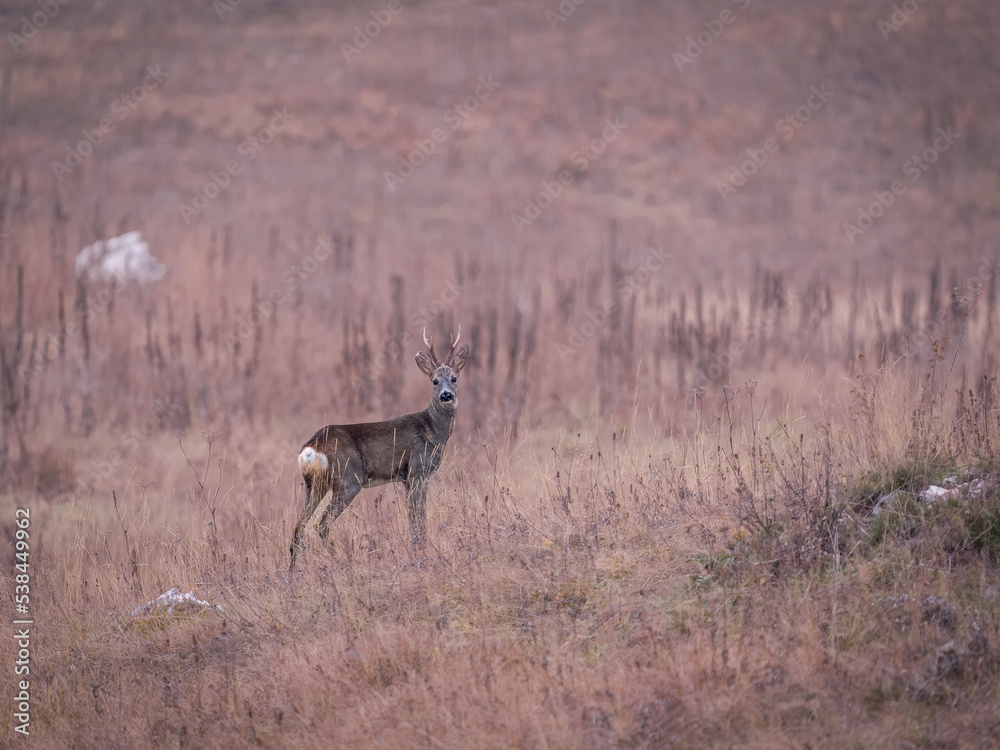 Fototapeta premium white deer