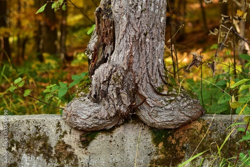 trunk