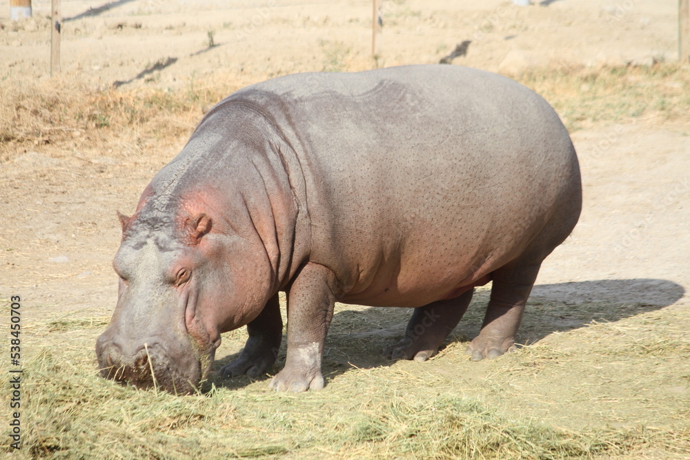 Hippo Hippo