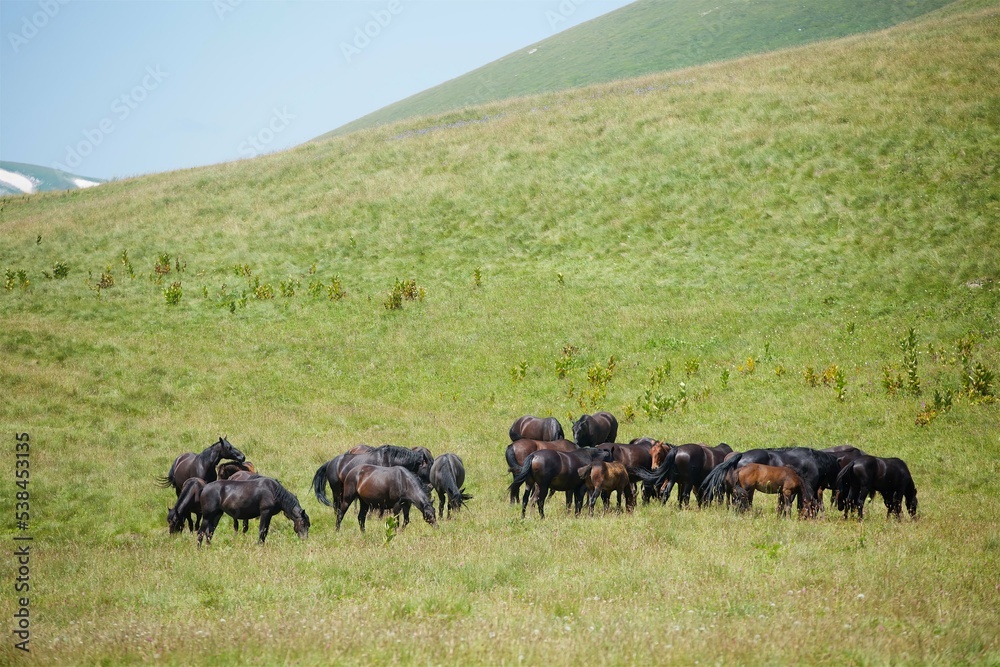 Horses grazing in a wild field. Mountainous terrain. Animals in the wild.