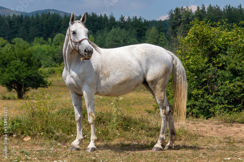 Horse