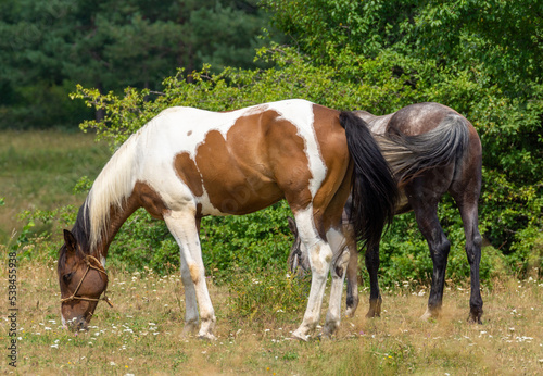 Horses © Dimitar Marinov