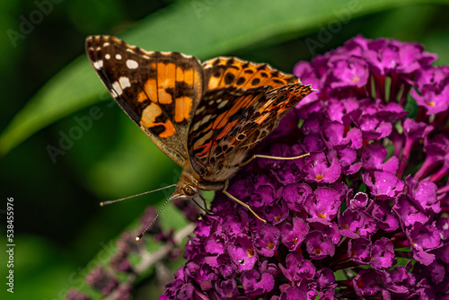 Rusałka osetnik (Painted lady, Vanessa cardui) photo