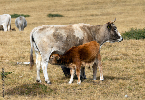High mountain cattle